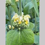 Phlomis russeliana, Turkish Sage