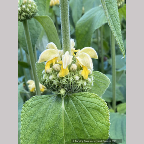 Phlomis russeliana, Turkish Sage