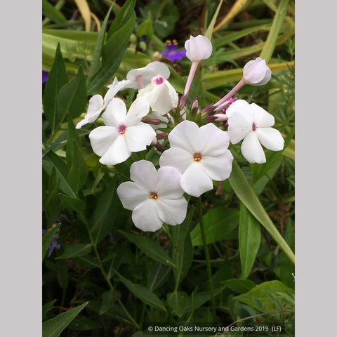 Perennials ~ Phlox x 'Minnie Pearl', Minnie Pearl Phlox ~ Dancing Oaks Nursery and Gardens ~ Retail Nursery ~ Mail Order Nursery
