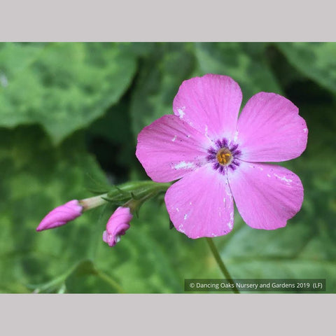 Perennials ~ Phlox × procumbens 'Pink Profusion' PP25883, Creeping Phlox ~ Dancing Oaks Nursery and Gardens ~ Retail Nursery ~ Mail Order Nursery