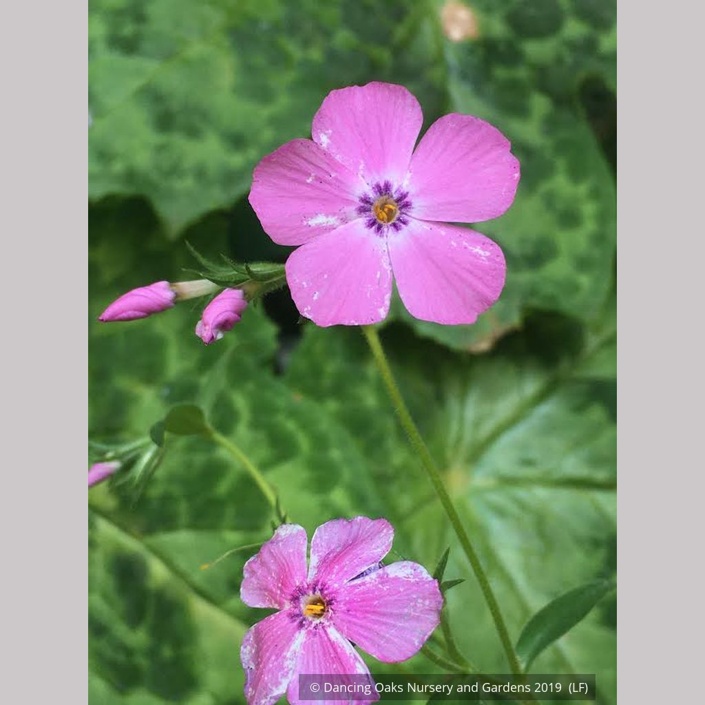 Phlox × procumbens 'Pink Profusion' PP25883, Creeping Phlox