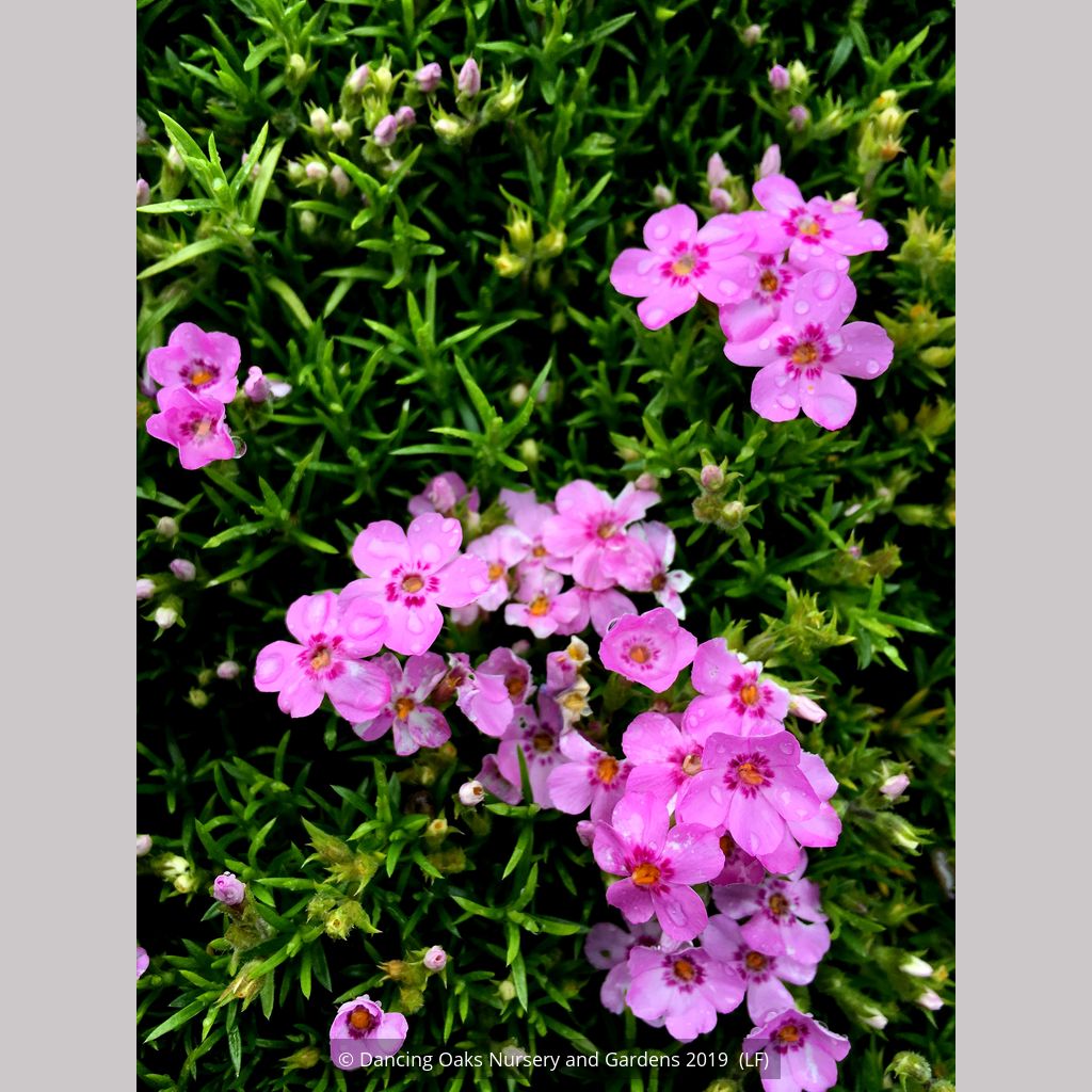 Phlox 'Star of Heaven', Moss Phlox – Dancing Oaks Nursery and Gardens
