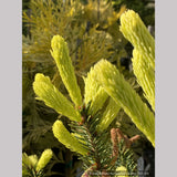 Shrubs ~ Picea glauca 'Mac Gold' aka 'Maconnal's Gold', Golden White Spruce ~ Dancing Oaks Nursery and Gardens ~ Retail Nursery ~ Mail Order Nursery