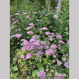 Pimpinella major 'Rosea'