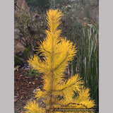 Trees ~ Pinus contorta var. latifolia 'Chief Joseph', Dwarf Lodgepole Pine ~ Dancing Oaks Nursery and Gardens ~ Retail Nursery ~ Mail Order Nursery
