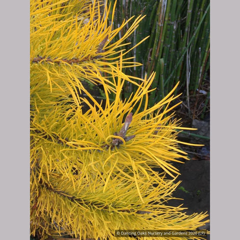 Trees ~ Pinus contorta var. latifolia 'Chief Joseph', Dwarf Lodgepole Pine ~ Dancing Oaks Nursery and Gardens ~ Retail Nursery ~ Mail Order Nursery