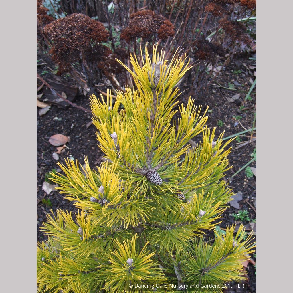 Pinus Mugo « Carsten's Wintergold » - Pin Mugo - 25 Cm De Haut - Pot De 1 Gallon - France