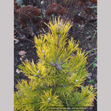 Shrubs ~ Pinus mugo 'Carsten's Wintergold', Carsten's Mugo Pine ~ Dancing Oaks Nursery and Gardens ~ Retail Nursery ~ Mail Order Nursery