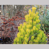 Shrubs ~ Pinus mugo 'Carsten's Wintergold', Carsten's Mugo Pine ~ Dancing Oaks Nursery and Gardens ~ Retail Nursery ~ Mail Order Nursery