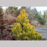 Shrubs ~ Pinus mugo 'Carsten's Wintergold', Carsten's Mugo Pine ~ Dancing Oaks Nursery and Gardens ~ Retail Nursery ~ Mail Order Nursery