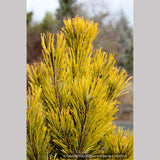 Shrubs ~ Pinus mugo 'Carsten's Wintergold', Carsten's Mugo Pine ~ Dancing Oaks Nursery and Gardens ~ Retail Nursery ~ Mail Order Nursery