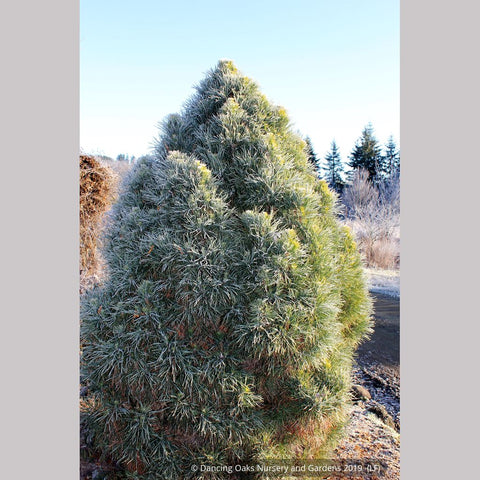 Trees ~ Pinus sylvestris 'Globosa Viridis', Green Globe Scotch Pine ~ Dancing Oaks Nursery and Gardens ~ Retail Nursery ~ Mail Order Nursery