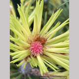 Trees ~ Pinus contorta var. latifolia 'Taylor's Sunburst', Taylor's Sunburst Lodgepole Pine ~ Dancing Oaks Nursery and Gardens ~ Retail Nursery ~ Mail Order Nursery