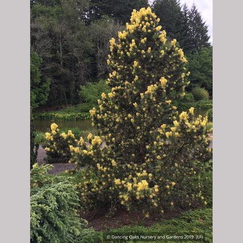 Trees ~ Pinus contorta var. latifolia 'Taylor's Sunburst', Taylor's Sunburst Lodgepole Pine ~ Dancing Oaks Nursery and Gardens ~ Retail Nursery ~ Mail Order Nursery