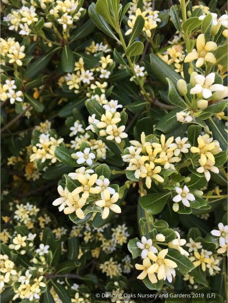 Shrubs ~ Pittosporum tobira 'Tall n Tough', Japanese Mock Orange ~ Dancing Oaks Nursery and Gardens ~ Retail Nursery ~ Mail Order Nursery