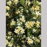 Shrubs ~ Pittosporum tobira 'Tall n Tough', Japanese Mock Orange ~ Dancing Oaks Nursery and Gardens ~ Retail Nursery ~ Mail Order Nursery