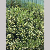 Shrubs ~ Pittosporum tobira 'Tall n Tough', Japanese Mock Orange ~ Dancing Oaks Nursery and Gardens ~ Retail Nursery ~ Mail Order Nursery