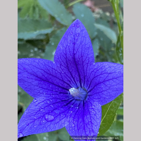Perennials ~ Platycodon grandiflorus 'Fuji Blue', Balloon Flower ~ Dancing Oaks Nursery and Gardens ~ Retail Nursery ~ Mail Order Nursery