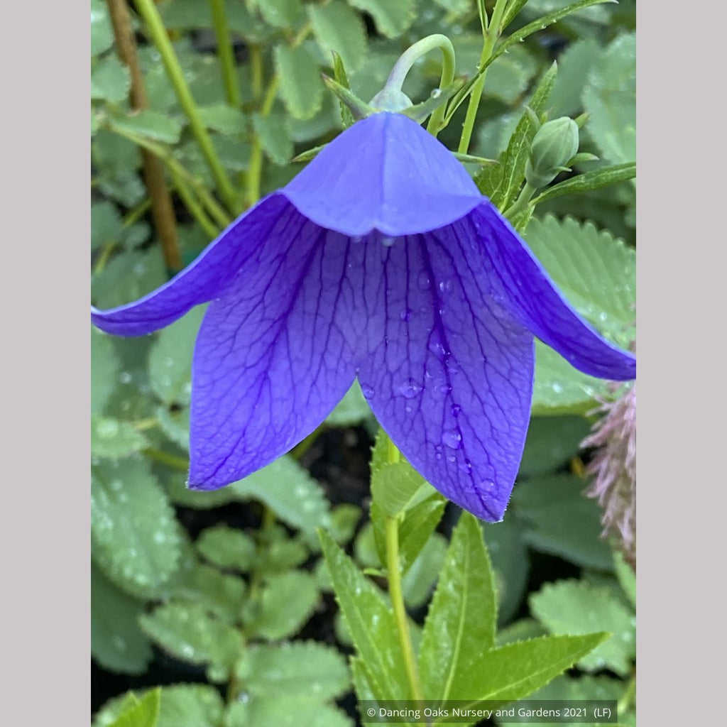 Platycodon grandiflorus 'Fuji Blue', Balloon Flower – Dancing Oaks