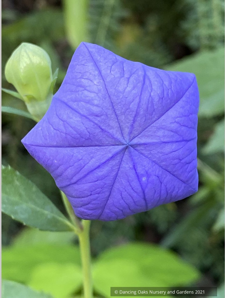 Platycodon grandiflorus 'Sentimental Blue', Balloon Flower
