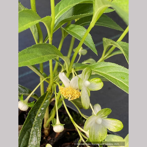 Shrubs ~ Hydrangea platyarguta (syn. Platycrater arguta) 'Kaeda' ~ Dancing Oaks Nursery and Gardens ~ Retail Nursery ~ Mail Order Nursery