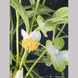 Hydrangea platyarguta 'Kaeda' (syn. Platycrater arguta) , Tea of Heaven