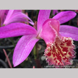 Bulbs & Tubers ~ Pleione 'Alishan', Hardy Orchid ~ Dancing Oaks Nursery and Gardens ~ Retail Nursery ~ Mail Order Nursery