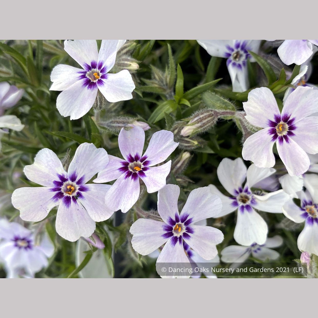 Phlox subulata 'North Hills', Creeping Phlox – Dancing Oaks