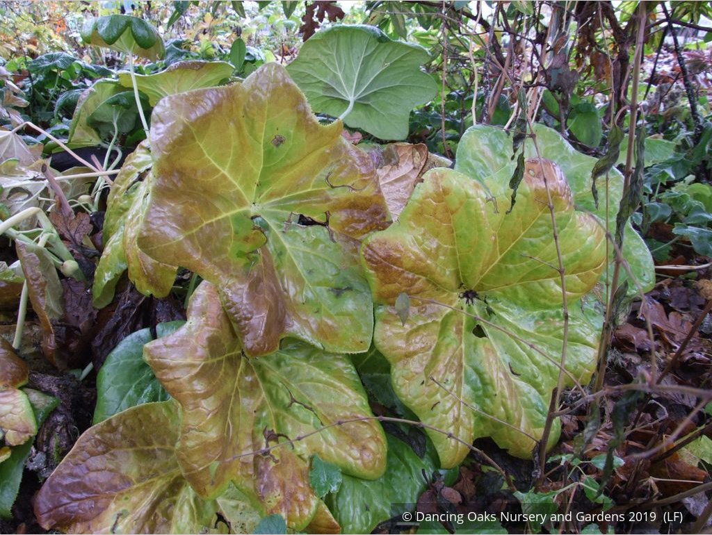 Perennials ~ Podophyllum pleianthum, Chinese Mayapple ~ Dancing Oaks Nursery and Gardens ~ Retail Nursery ~ Mail Order Nursery