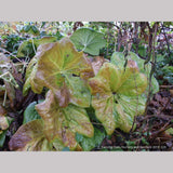 Perennials ~ Podophyllum pleianthum, Chinese Mayapple ~ Dancing Oaks Nursery and Gardens ~ Retail Nursery ~ Mail Order Nursery