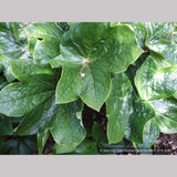 Perennials ~ Podophyllum pleianthum, Chinese Mayapple ~ Dancing Oaks Nursery and Gardens ~ Retail Nursery ~ Mail Order Nursery