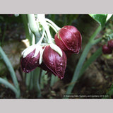 Perennials ~ Podophyllum pleianthum, Chinese Mayapple ~ Dancing Oaks Nursery and Gardens ~ Retail Nursery ~ Mail Order Nursery