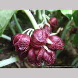 Perennials ~ Podophyllum pleianthum, Chinese Mayapple ~ Dancing Oaks Nursery and Gardens ~ Retail Nursery ~ Mail Order Nursery
