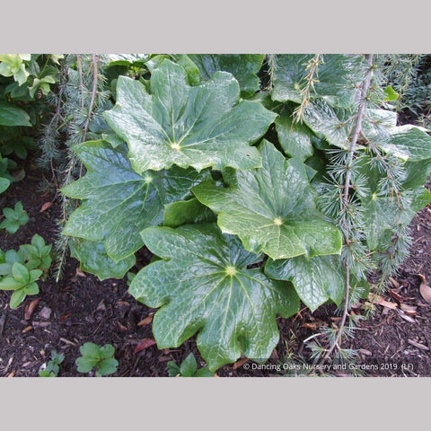 Perennials ~ Podophyllum pleianthum, Chinese Mayapple ~ Dancing Oaks Nursery and Gardens ~ Retail Nursery ~ Mail Order Nursery