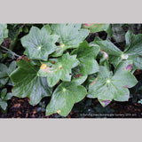 Perennials ~ Podophyllum pleianthum, Chinese Mayapple ~ Dancing Oaks Nursery and Gardens ~ Retail Nursery ~ Mail Order Nursery