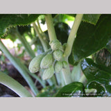 Perennials ~ Podophyllum pleianthum, Chinese Mayapple ~ Dancing Oaks Nursery and Gardens ~ Retail Nursery ~ Mail Order Nursery