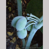 Perennials ~ Podophyllum pleianthum, Chinese Mayapple ~ Dancing Oaks Nursery and Gardens ~ Retail Nursery ~ Mail Order Nursery