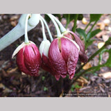 Perennials ~ Podophyllum pleianthum, Chinese Mayapple ~ Dancing Oaks Nursery and Gardens ~ Retail Nursery ~ Mail Order Nursery