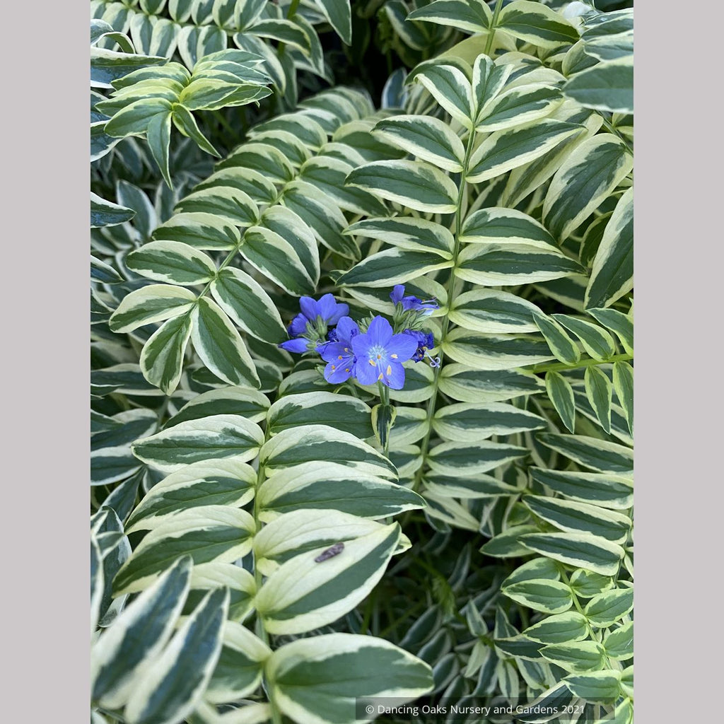 jacob's ladder succulent Polemonium caeruleum 'Blanjou' Brise d'Anjou'™, Variegated Jacob's Ladder