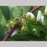 Perennials ~ Polygonatum odoratum v. pluriflorum (aka Jinguji), Red Stem Solomon's Seal ~ Dancing Oaks Nursery and Gardens ~ Retail Nursery ~ Mail Order Nursery