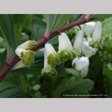 Perennials ~ Polygonatum odoratum v. pluriflorum (aka Jinguji), Red Stem Solomon's Seal ~ Dancing Oaks Nursery and Gardens ~ Retail Nursery ~ Mail Order Nursery