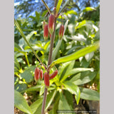 Perennials ~ Polygonatum huanum (syn. kingianum ), Siberian Solomon's Seal ~ Dancing Oaks Nursery and Gardens ~ Retail Nursery ~ Mail Order Nursery