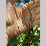 Perennials ~ Polygonatum huanum (syn. kingianum ), Siberian Solomon's Seal ~ Dancing Oaks Nursery and Gardens ~ Retail Nursery ~ Mail Order Nursery
