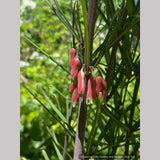 Perennials ~ Polygonatum huanum (syn. kingianum ), Siberian Solomon's Seal ~ Dancing Oaks Nursery and Gardens ~ Retail Nursery ~ Mail Order Nursery