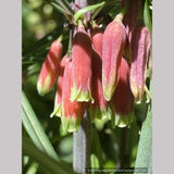 Perennials ~ Polygonatum huanum (syn. kingianum ), Siberian Solomon's Seal ~ Dancing Oaks Nursery and Gardens ~ Retail Nursery ~ Mail Order Nursery