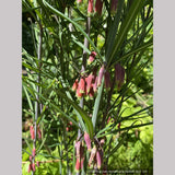 Perennials ~ Polygonatum huanum (syn. kingianum ), Siberian Solomon's Seal ~ Dancing Oaks Nursery and Gardens ~ Retail Nursery ~ Mail Order Nursery