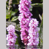 Perennials ~ Persicaria affinis (syn. Bistorta affinis, Polygonum affine), East Indian Knotweed ~ Dancing Oaks Nursery and Gardens ~ Retail Nursery ~ Mail Order Nursery