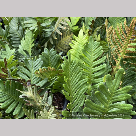 Polypodium guttatum, Mexican Polypody