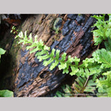 Ferns ~ Polypodium vulgare 'Bifidomultifidum', Licorice Fern ~ Dancing Oaks Nursery and Gardens ~ Retail Nursery ~ Mail Order Nursery