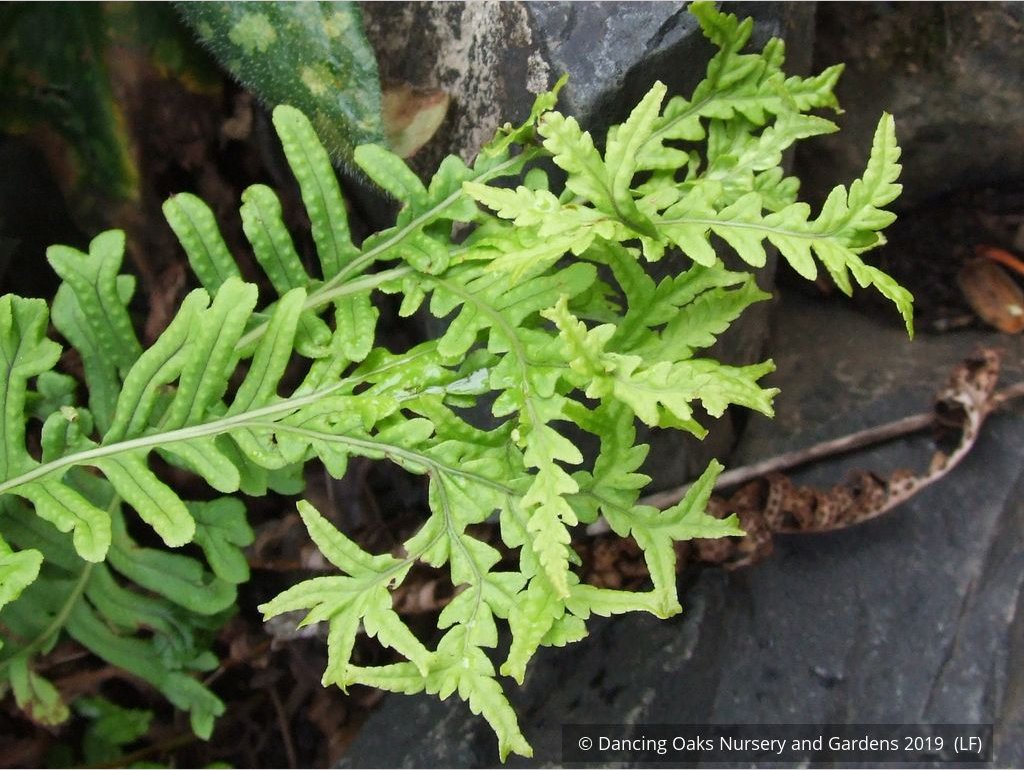 Ferns ~ Polypodium vulgare 'Bifidomultifidum', Licorice Fern ~ Dancing Oaks Nursery and Gardens ~ Retail Nursery ~ Mail Order Nursery